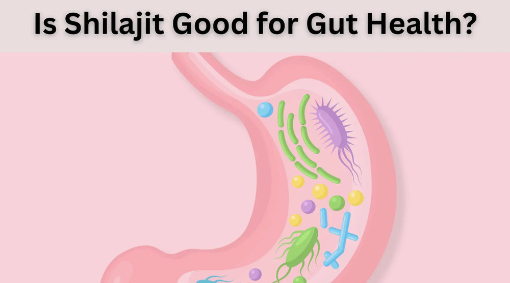 7 Key Evidence: Is Shilajit Good for Gut Health?