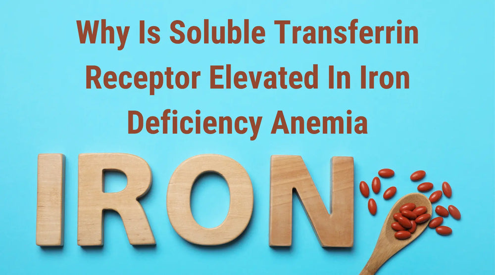 Why Is Soluble Transferrin Receptor Elevated In Iron Deficiency Anemia