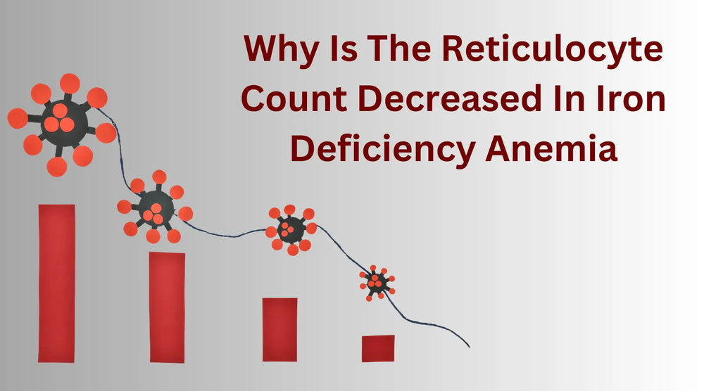 Why Is The Reticulocyte Count Decreased In Iron Deficiency Anemia