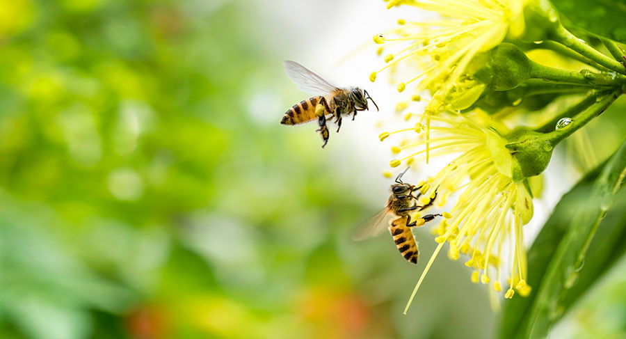 Disappearing Bees! A Unique Yet Daunting Phenomenon