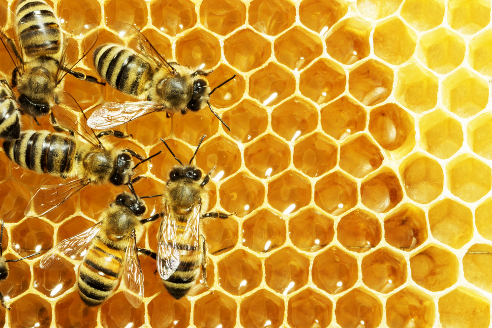 Manuka Honey Multifloral vs Monofloral – Differences and Benefits